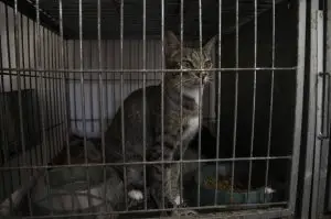 Bazar arrecada doações para castração de gatinhos resgatados em Umuarama